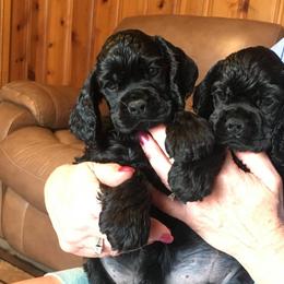 Cocker Spaniel Puppies from Ashwood Cockers