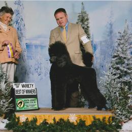 Standard Poodle Puppies from D and D Standard Poodles