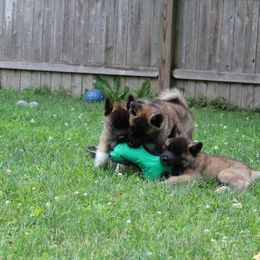 Akita Puppies from Excel Shu-Ku Akitas