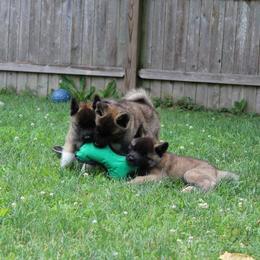Akita Puppies from Excel Shu-Ku Akitas