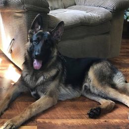 Johnny - German Shepherd