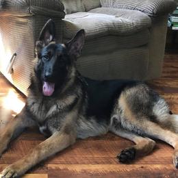 Johnny - German Shepherd