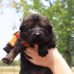 German Shepherd Puppies from Auf der Marquis German Shepherds