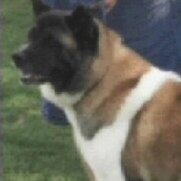 Rhea - Akita