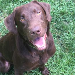 English Cocker Spaniel and Labrador Retriever All Grown Up from Blue Clay Kennels, LLC.