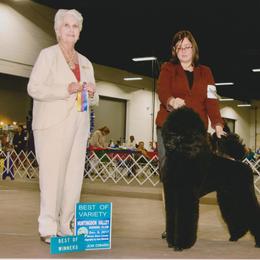 Standard Poodle Puppies from D and D Standard Poodles