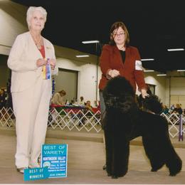 Standard Poodle Puppies from D and D Standard Poodles