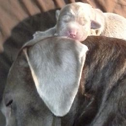 Labrador Retriever Puppies from Walker Creek Silver Labs