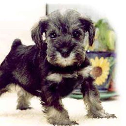Miniature Schnauzer Puppies from Axcium Miniature Schnauzers