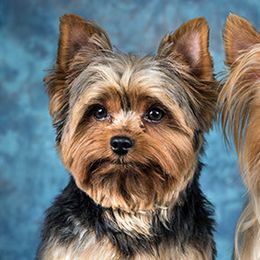 Max - Yorkshire Terrier