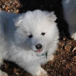 Samoyed Puppies from Wintersong Samoyeds