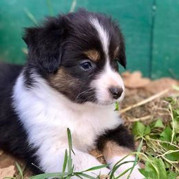 Blue Moon Mini Aussies breeder of 