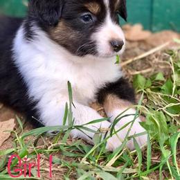 Blue Moon Mini Aussies breeder of 