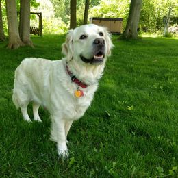 Golden Retriever All Grown Up from Chantilly Rose Hoffman Puppies