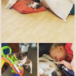 Magnum French Bulldogs breeder of Boston Terrier, French Bulldog