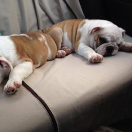 Bullmastiff and Bulldog Puppies from River Region Bullies