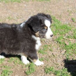 Miniature Australian Shepherd Puppies from Free Spirit Ranch