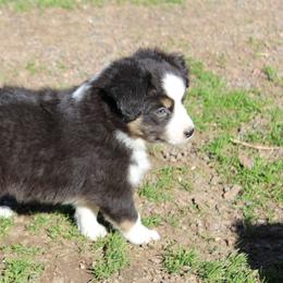 Miniature Australian Shepherd Puppies from Free Spirit Ranch