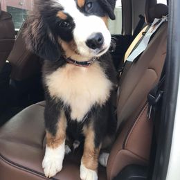  Puppies from Brooks Berner Bears