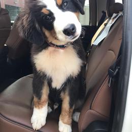  Puppies from Brooks Berner Bears