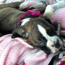 Boxer Puppies from Vandalo Boxers