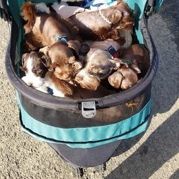 Miniature Schnauzer Puppies from The Happy Schnauzer Place