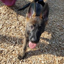 German Shepherd Puppies from Vom Haus Weinbrand