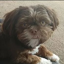 Jax - Shih Tzu
