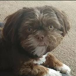 Jax - Shih Tzu