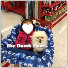 Pomeranian Puppies from The Bomb Poms