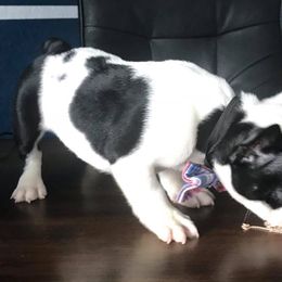  Puppies from Bouledogue Royal