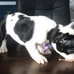  Puppies from Bouledogue Royal