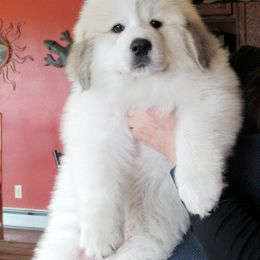 Great Pyrenees Puppies from Prospect Pyrenees