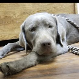 Labrador Retriever Puppies from KMC Gun Dogs