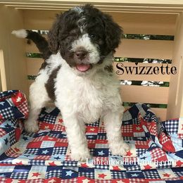 Labradoodle Ranch breeder of Labradoodle