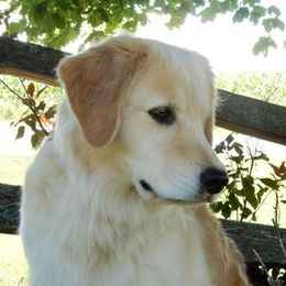 Hope - Golden Retriever