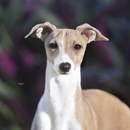 Beau - Italian Greyhound