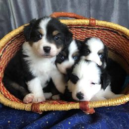 Miniature American Shepherd Puppies from Clearwater Miniature American Shepherd