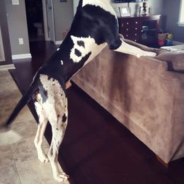 Great Dane Puppies from Dynamic Danes