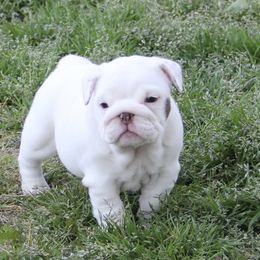 English Bulldog Puppies from Buffalo Bulldogs