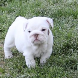 English Bulldog Puppies from Buffalo Bulldogs