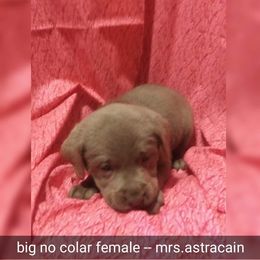 Australian Cattle Dog and Labrador Retriever Puppies from Trinity C Australian Cattle Dogs and Silver Labradors