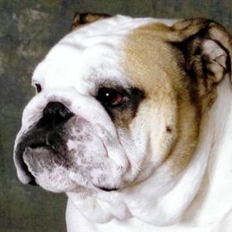 Nathan Hale - Bulldog