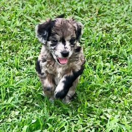 Lake Road Doodles breeder of Goldendoodle