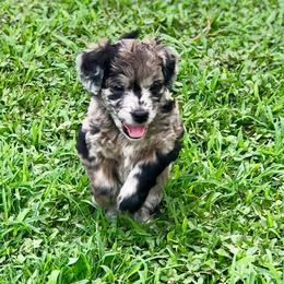 Lake Road Doodles breeder of Goldendoodle