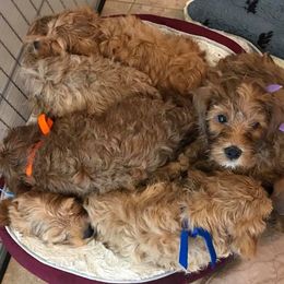 Cherry Lane Labradoodles breeder of 