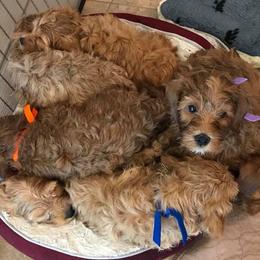 Cherry Lane Labradoodles breeder of 