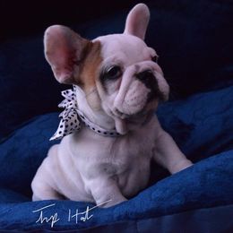 French Bulldog Puppies from Top Hat Ranch