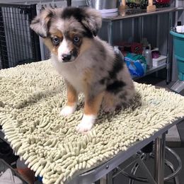 Toy Australian Shepherd Puppies from Double M Toy and Mini Aussies