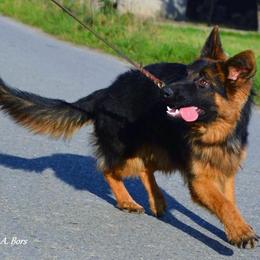 German Shepherd Puppies from Lost Creek German Shepherds LLC